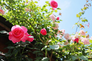 薔薇庭園のピンク色の薔薇