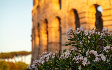Lauriers roses devant le Colisée à Rome