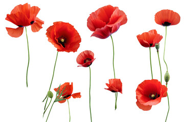 Naklejka premium Poppy flowers isolated on transparent background
