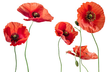Poppy flowers isolated on transparent background