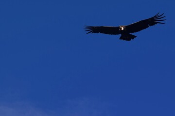 andean condor