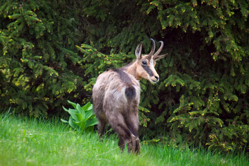 A young chamois buck, rupicapra rupicapra, in the forest on the mountains at a  spring evening. He is in the change of coat.