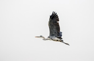 Grey heron (Ardea cinerea)in flight.this photo was taken from Bangladesh.