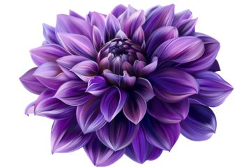Purple flower isolated on transparent background