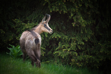 A young chamois buck, rupicapra rupicapra, in the forest on the mountains at a  spring evening. He is in the change of coat.