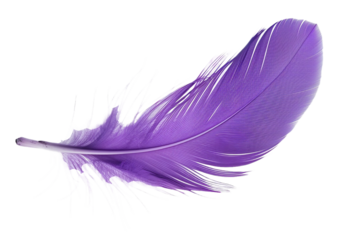 Purple feather isolated on transparent background