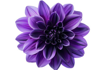 Purple flower isolated on transparent background