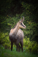 A young chamois buck, rupicapra rupicapra, in the forest on the mountains at a  spring evening. He is in the change of coat.