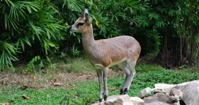 Klipspringer animal in Africa on huge rocks Safari Phu Quoc Island Vietnam