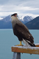 tailed hawk perched on branch