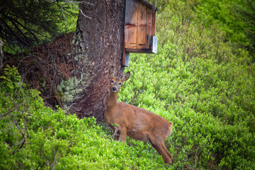 A pregnant roe deer female is standing  in the forest at a salt lick on the mountains, at a  spring evening.  © DoreenB. Photography