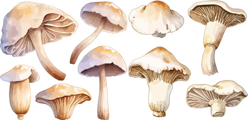 oyster mushroom clipart vector for graphic resources