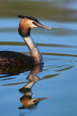 Great Crested Grebe (Podiceps cristatus) swimming on a lake in the Somerset Levels, Somerset, United Kingdom.