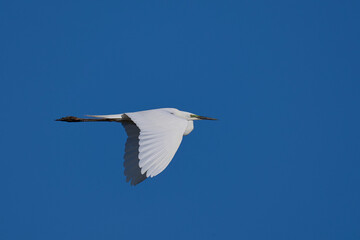 Great White Egret (Ardea alba) in flight over Ham Wall nature reserve in the Somerset Levels, United Kingdom.