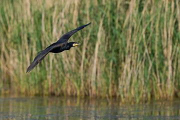 Cormorant (Phalacrocorax carbo) flying low to land on a lake in the Somerset Levels in Somerset, United Kingdom. 