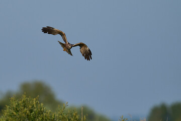 Marsh Harrier (Circus aeruginosus) hunting over a reedbed in the Somerset Levels in the United Kingdom