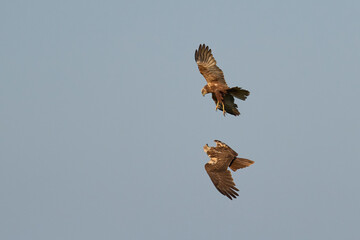 Marsh Harriers (Circus aeruginosus) engaged in aerial display over the Somerset Levels in the United Kingdom