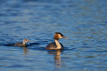 Great Crested Grebe (Podiceps cristatus) with a chick swimming on a lake at Westhay Moor nature reserve in Somerset, United Kingdom.