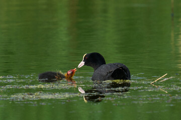 Eurasian Coot (Fulica atra) feeding its chick on weed on a lake at at Ham Wall nature reserve in Somerset, United Kingdom.