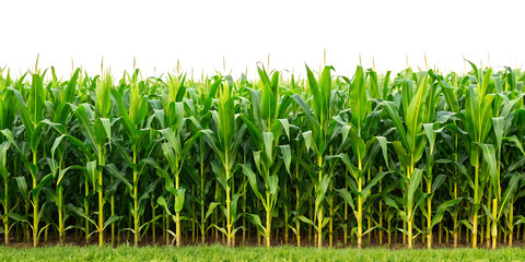  A cornfield isolated on white background, PNG. AI GENERATED