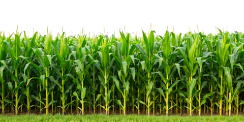  A cornfield isolated on white background, PNG. AI GENERATED