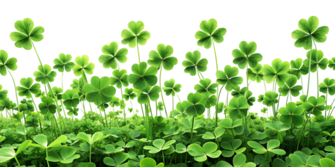  A clover field for St. Patrick's Day isolated on white background, PNG . AI GENERATED