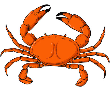 orange crab with black claws clip art preview