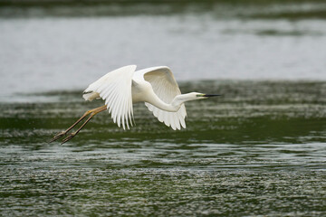 Great White Egret (Ardea alba) flying low over water in the marshland of Ham Wall nature reserve in the Somerset Levels, United Kingdom.