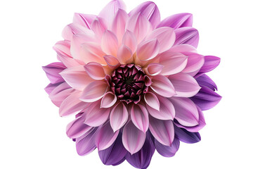 Obraz premium Purple pink blue paper flower isolated on transparent background