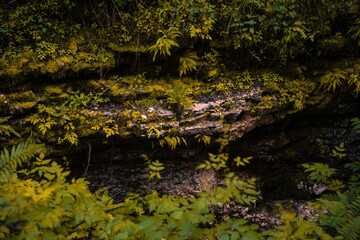 Early morning. Beautiful nature in a mountain forest.