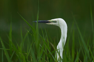 Great White Egret (Ardea alba) hunting amongst the marshland of Ham Wall nature reserve in the Somerset Levels, United Kingdom.