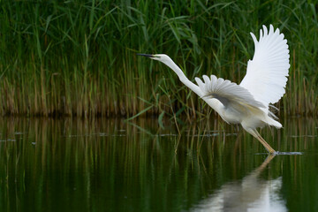 Great White Egret (Ardea alba) taking off from water in the marshland of Ham Wall nature reserve in the Somerset Levels, United Kingdom.