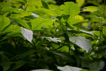 Early morning. Beautiful nature in a mountain forest.