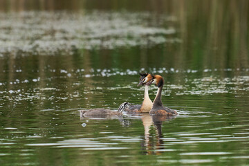 Great Crested Grebes (Podiceps cristatus) with a chick swimming on a lake at Ham Wall nature reserve in Somerset, United Kingdom.