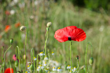 red poppy flower in the field close-up