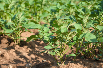 growing potato plant in an agricultural field close-up