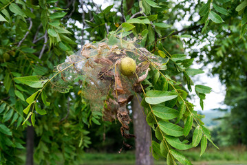 walnut caterpillars на листьях. Damage caused by walnut caterpillars