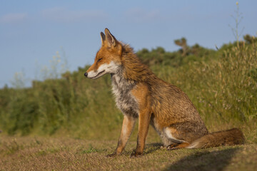 Fototapeta premium Red fox in open landscape taken with a wide-angle lens