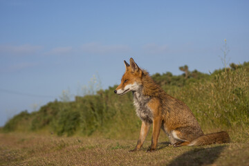Red fox in open landscape taken with a wide-angle lens