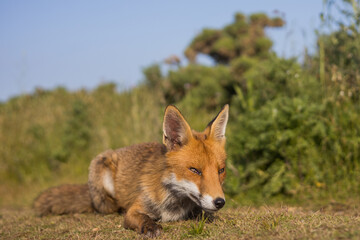 Red fox in open landscape taken with a wide-angle lens
