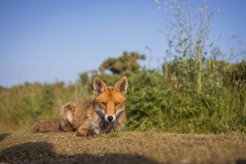 Red fox in open landscape taken with a wide-angle lens
