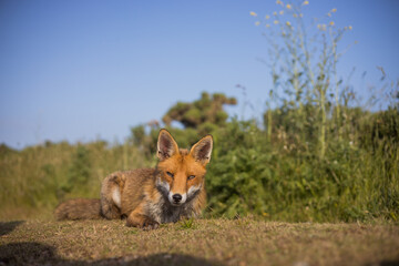 Red fox in open landscape taken with a wide-angle lens