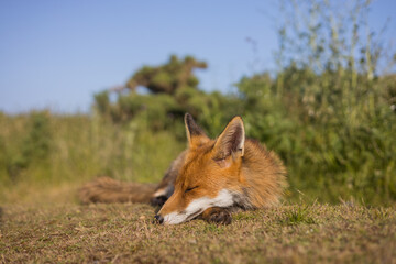 Red fox in open landscape taken with a wide-angle lens