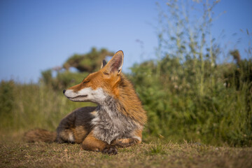 Red fox in open landscape taken with a wide-angle lens