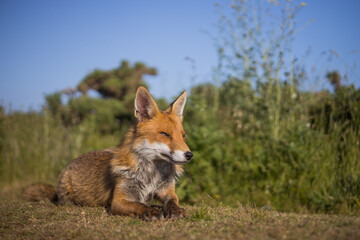 Red fox in open landscape taken with a wide-angle lens
