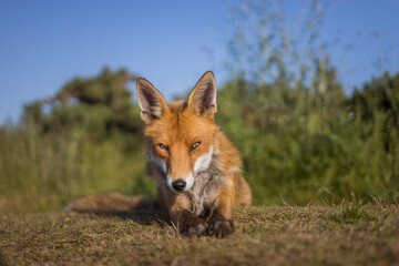 Red fox in open landscape taken with a wide-angle lens