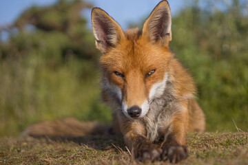 Red fox in open landscape taken with a wide-angle lens