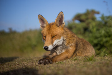 Red fox in open landscape taken with a wide-angle lens