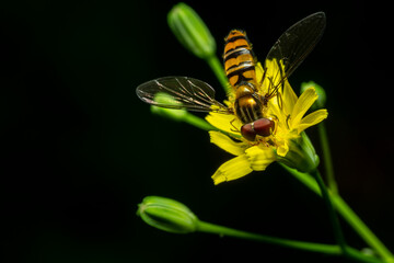 Macro image of a Eupeodes fumipennis ort western aphideater on a yellow flower. Species of hover fly in the family Syrphidae. Copy space image.