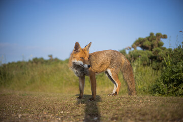 Red fox in open landscape taken with a wide-angle lens